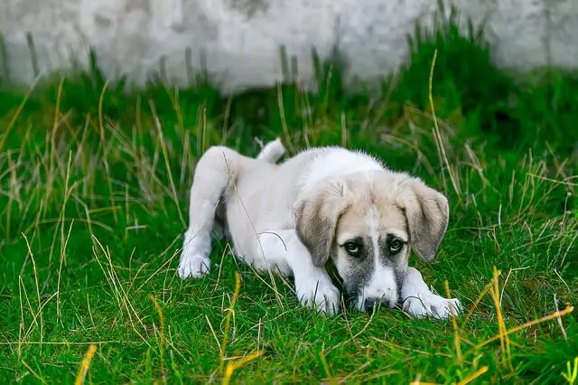 sick puppy in grass
