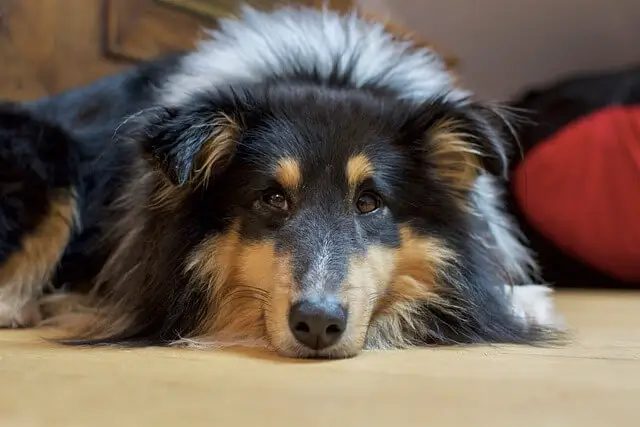 sick sheltie on floor