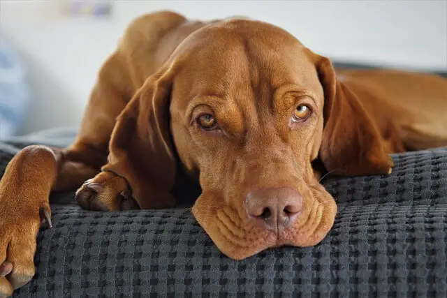 sick vizsla