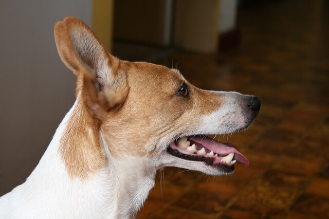 perro con dientes laterales