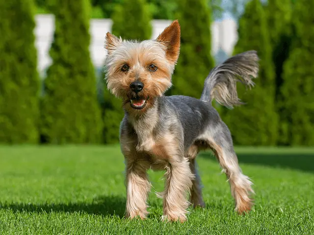 silky terrier