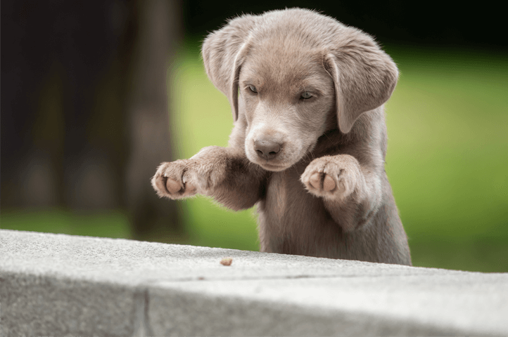silver lab puppy