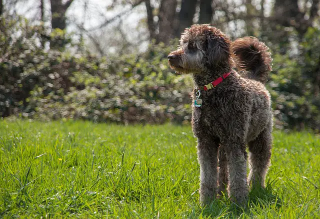 Srebrni labradoodle