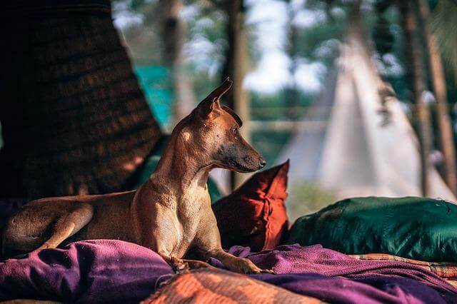 skinny dog on pillows