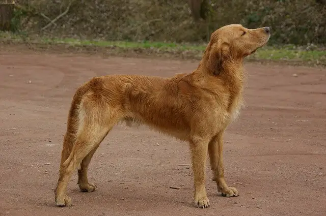 skinny retriever