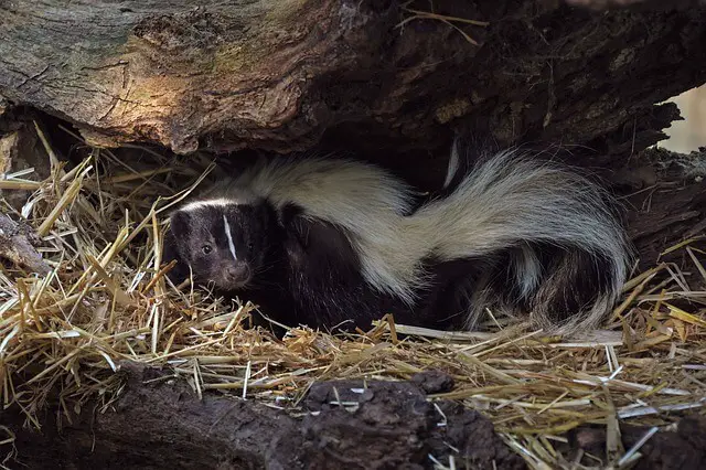 skunk hiding