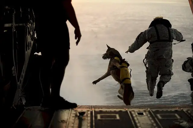 skydiving dog