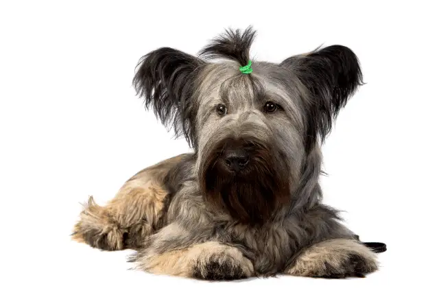 Skye Terrier