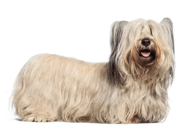 Skye Terrier