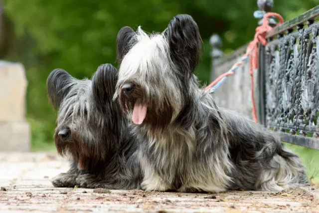 Skye Terrier