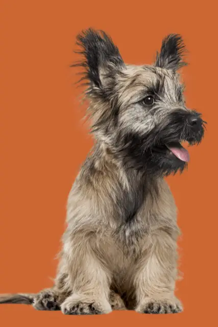 Skye Terrier