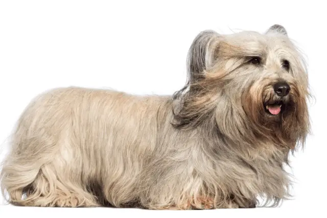 Skye Terrier