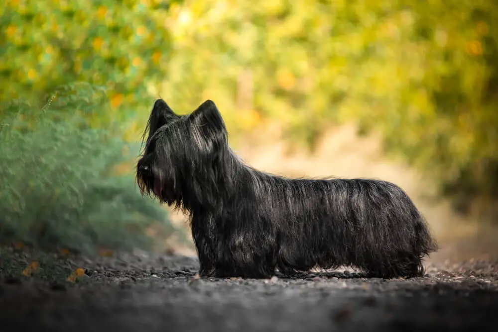 skye terrier