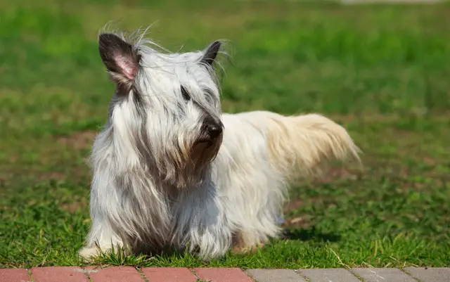 skye terrier laying