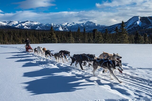 sled dogs husky malamute