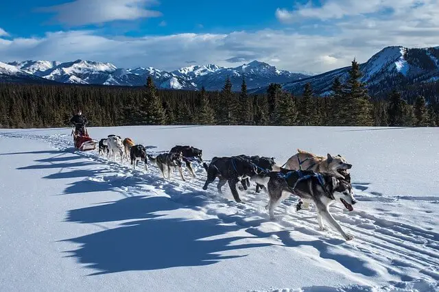 perros de trineo husky malamute