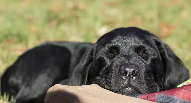 sleeping black lab puppy