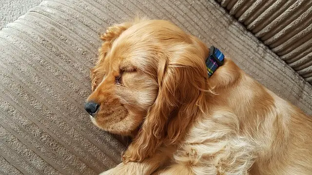 sleeping cocker