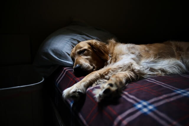 sleeping golden retriever