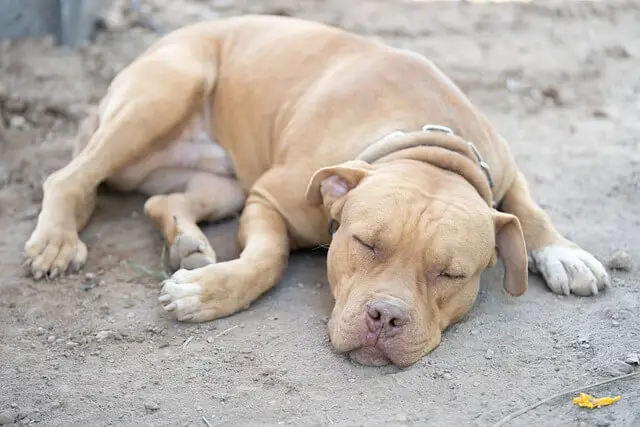 sleeping pittie