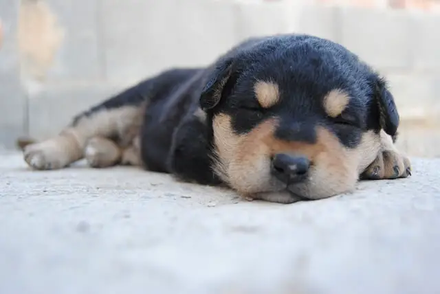 sleeping puppy