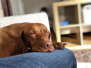 is mirtazapine safe for dogs