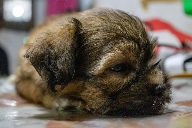 sleepy shih tzu puppy