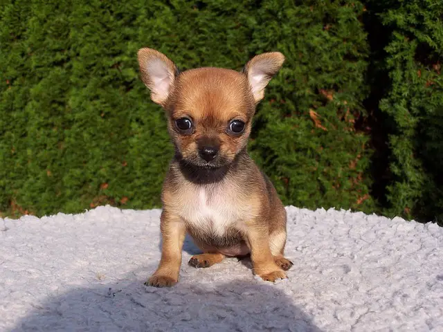 small chihuahua