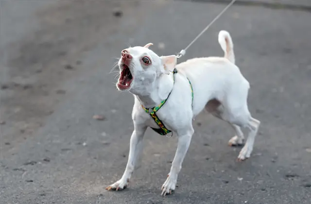 ladrido de perro pequeño