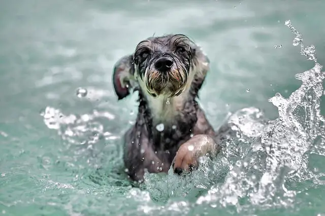 small dog in pool