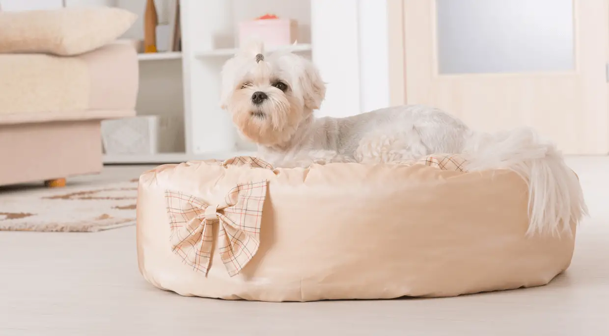 small dog on bed