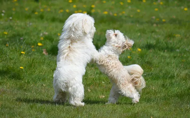 small dogs playing