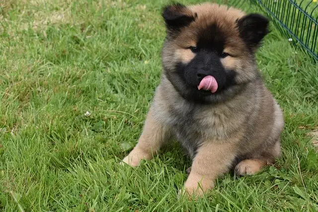 small puppy on grass