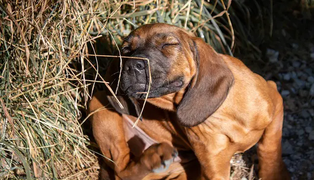 small puppy scratching