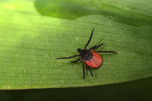 small tick on leaf