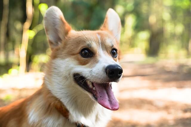 smiling corgi