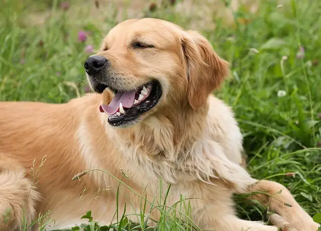 smiling golden retriever