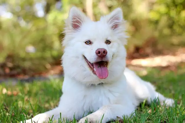 smiling white puppy