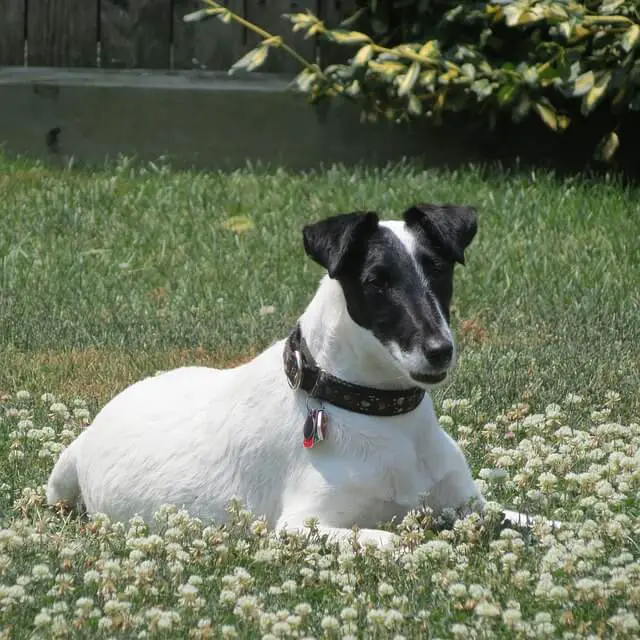 Fox Terrier de pelo liso