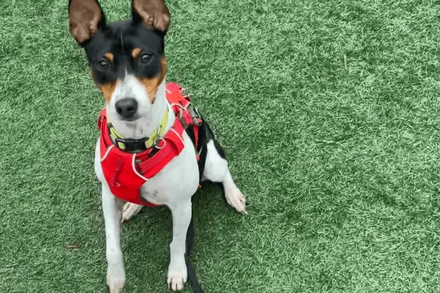 Smooth Fox Terrier