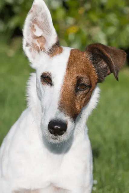 Smooth Fox Terrier