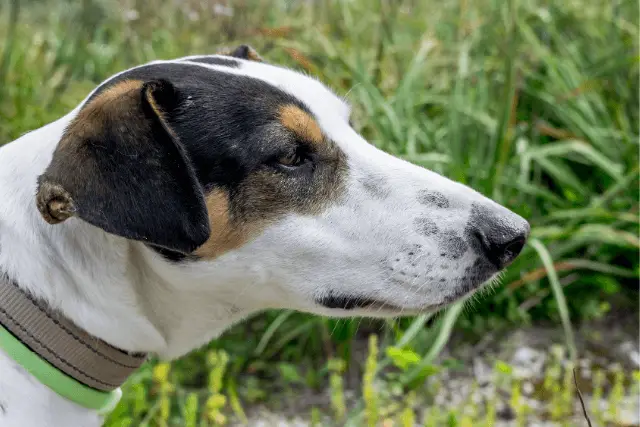 Smooth Fox Terrier