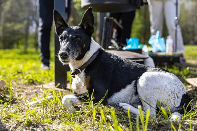 Smooth Fox Terrier