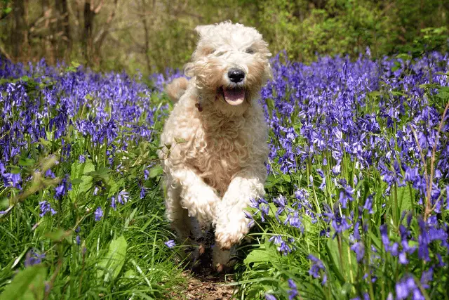 Soft-Coated Wheaten Terrier