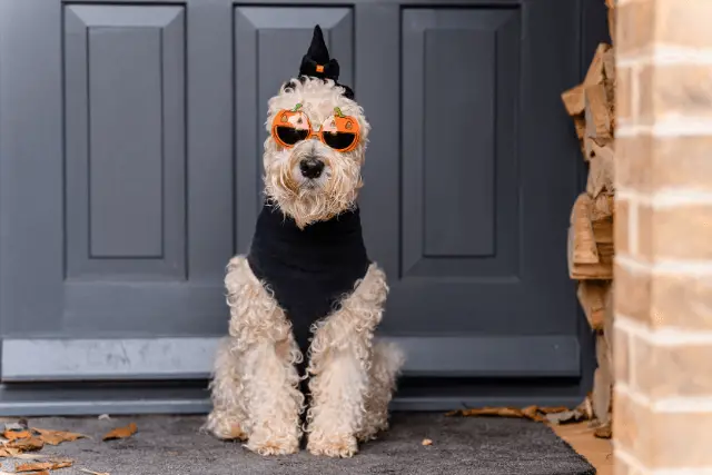 Soft-Coated Wheaten Terrier