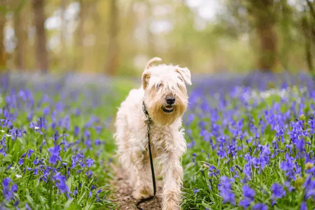 Soft-Coated Wheaten Terrier