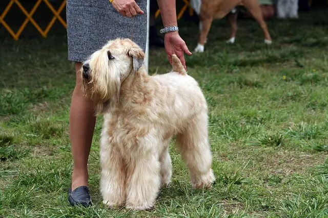 soft coated wheaten terrier dog show
