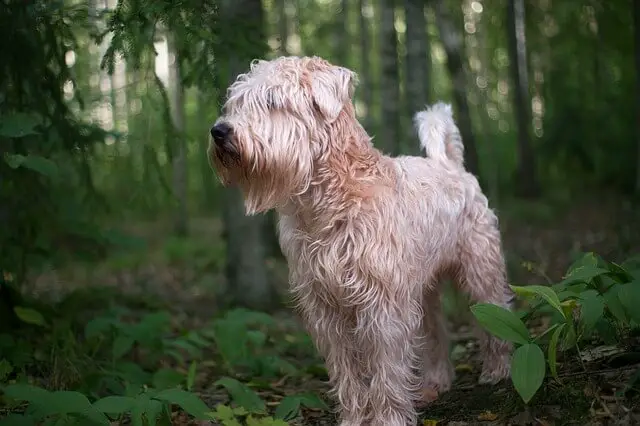 soft coated wheaten terrier in woods