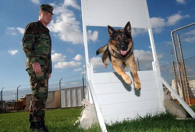 soldier and dog