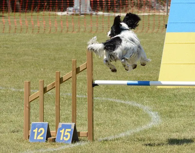 spaniel jumping hurdles